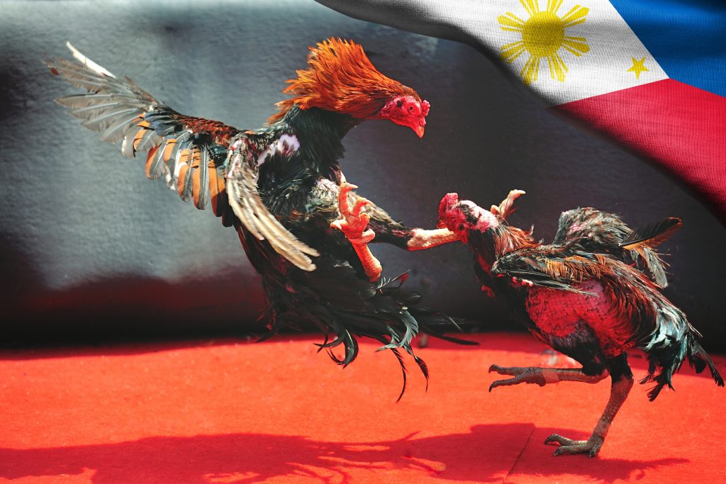 Chọi gà Philippines