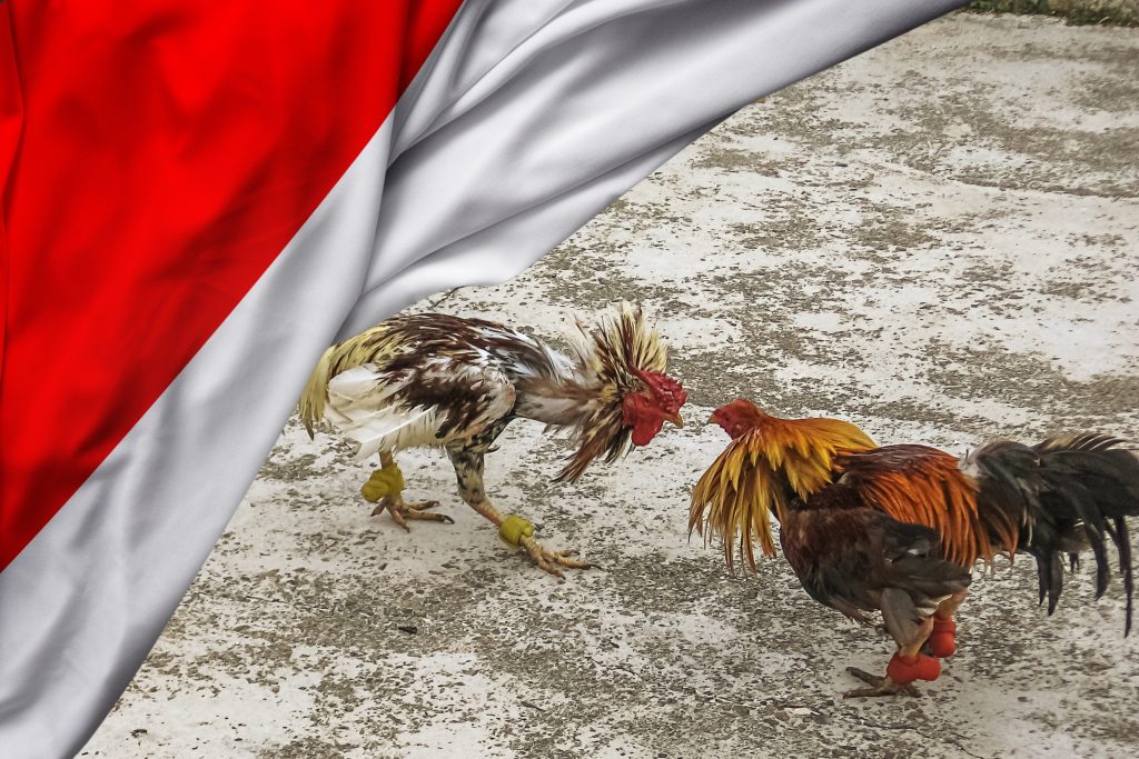 Chọi gà Indonesia