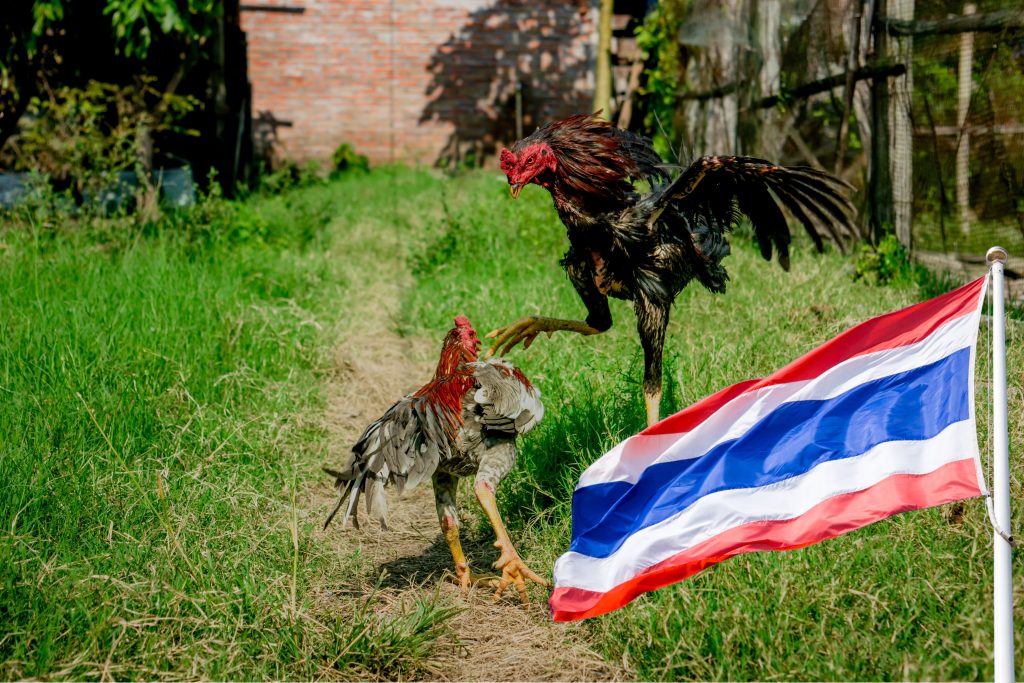 Chọi gà Thái Lan