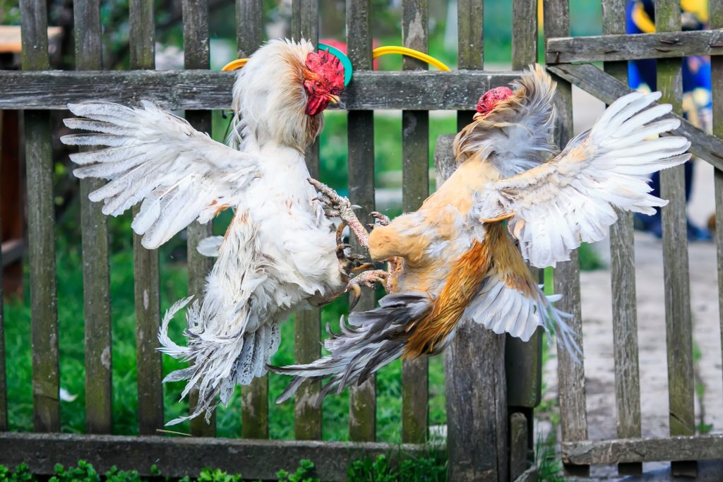 hai con gà trống hung hãn đánh nhau ở sân sau trang trại